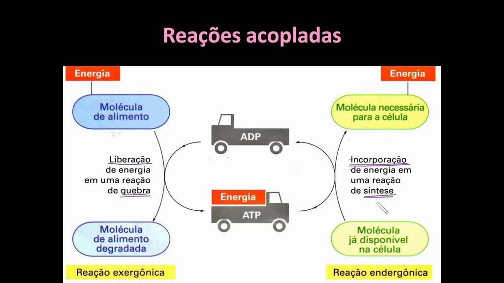 ATP TRIFOSFATO DE ADENOSINA ESSE COMPOSTO ARMAZENA, EM SUAS LIGAÇÕES, FOSFATO, PARTE DA ENERGIA DESPRENDIDA PELAS REAÇÕES EXERGÔNICAS E TEM A