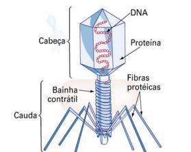 proteico = Capsídeo (capsômeros); Material