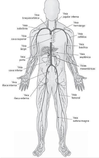 Veia porta, penetra fígado, ramifica em capilares venosos, participa na formação dos sinusoides hepáticos; dessa rede originamse as veias hepáticas.