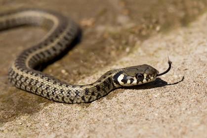 Com relação a estes animais, podemos afirmar que minhoca cobra lombriga