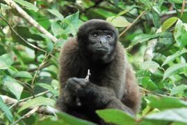 O Brasil abriga o maior número de: Primatas com 55 espécies, o que corresponde a 24% do total mundial;
