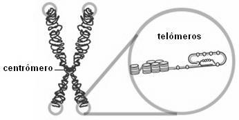 CROMOSSOMOS Estrutura funcional: centrômero; telômeros; origens de replicação.