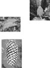 1. (Unesp 2018) O musgo Dawsonia superba pertence à classe Brydae e apresenta tecidos condutores especializados, conhecidos como hadroma e leptoma, responsáveis pela condução de seiva bruta e