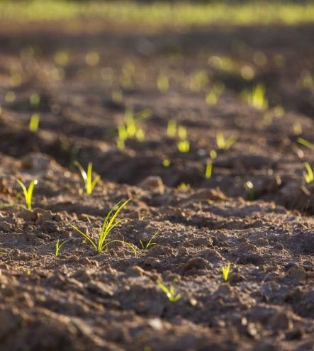 13 Recuperação florestal Recuperação de 40 mil hectares em 10 anos Mais de 1.