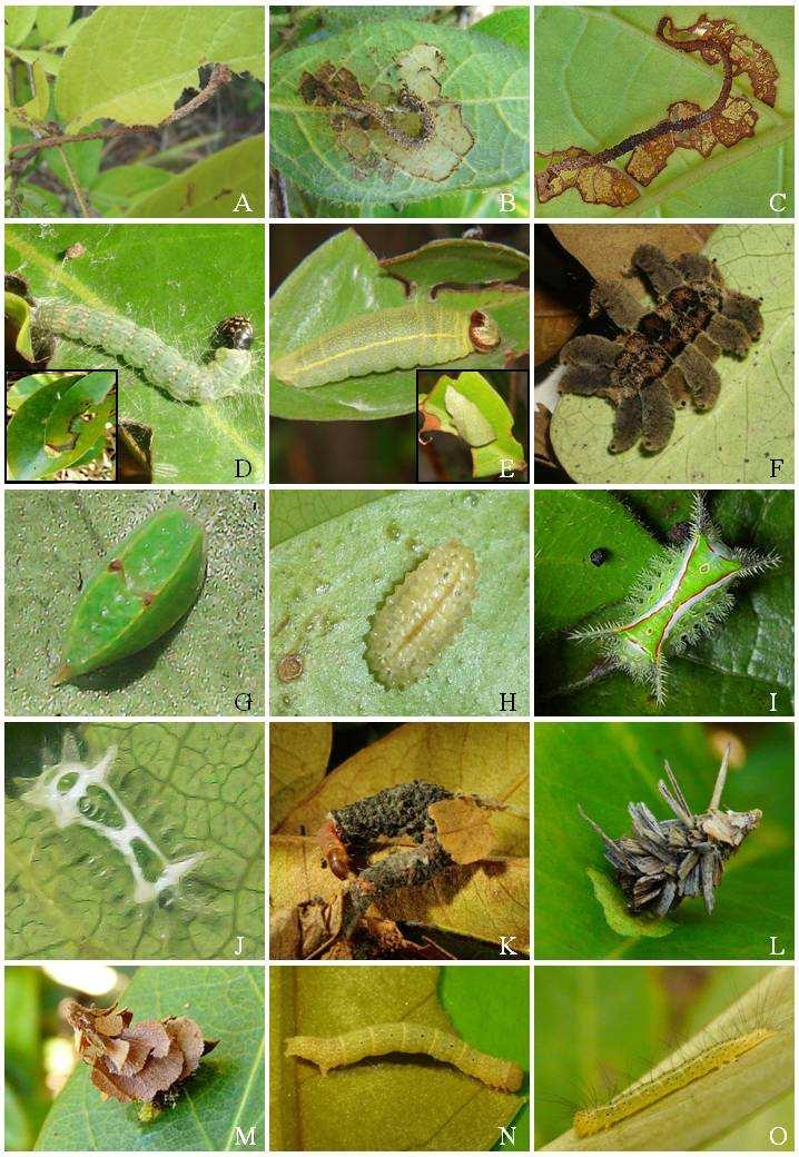 Figura 1.5. Larvas de algumas espécies de insetos fitófagos obtidas a partir das seis espécies de Malpighiaceae vistoriadas nas restingas de Barra de Maricá e PNRJ. A: Stenoma sp.