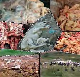 46 Destinação Sustentável de resíduos pecuários ANTES DO PNPB AGORA Cerca de 525 mil toneladas de Sebo
