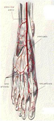 dorsal Pulso arterial