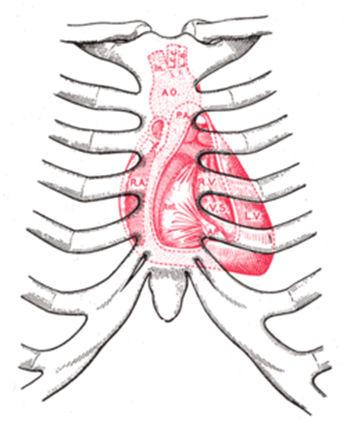 Bulhas cardíacas As bulhas cardíacas são sons provenientes da vibração de estruturas cardíacas durante o ciclo cardíaco.