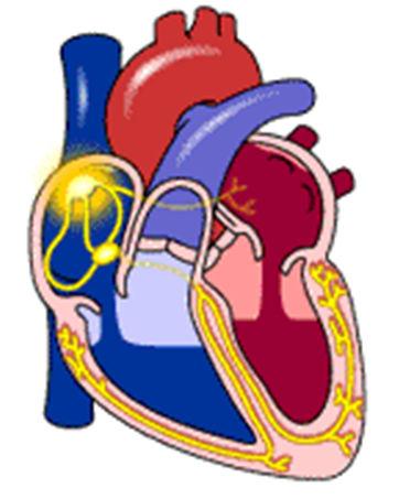 Bulha cardíaca (B1) Resulta do fechamento abrupto das valvas AV que causa turbulência do sangue e vibração das estruturas dentro dos ventrículos; A vibração é transmitida pela parede torácica na