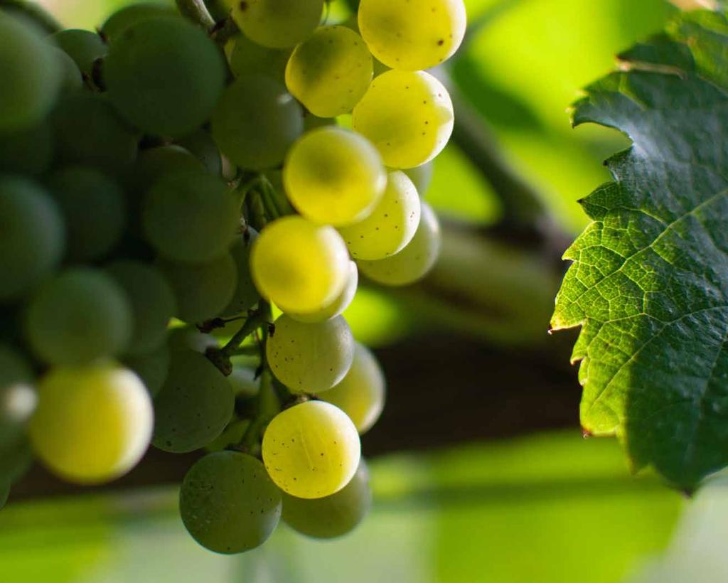 As principais castas em Monção & Melgaço brancas alvarinho Casta cultivada particularmente na sub-região de Monção e Melgaço.