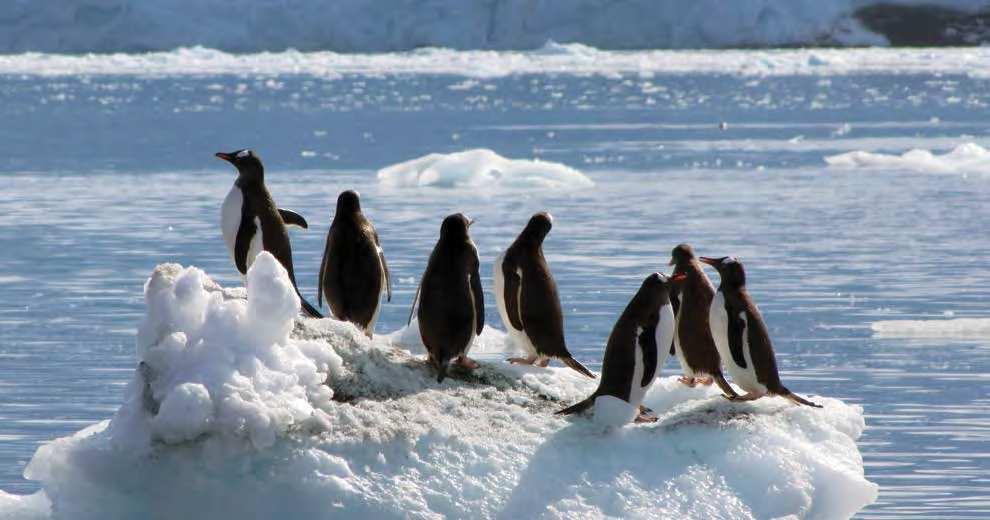 Pinguins papua (Pygoscelis papua) em cima de um grunhão (pedaço de iceberg). Fotografia: Adriana Dalto (UFRJ).