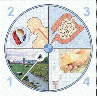 Gastroenterite Diagnóstico: Exame de fezes: parasitológico e cultura; Exames radiológicos; Exame de sangue.