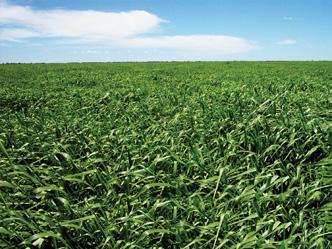 Brachiaria ruziziensis Trigo Mourisco Girassol Nabo-forrageiro