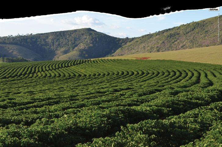 M A N U A L T É C N I C O Uso de Plantas de Cobertura visando o Manejo Sustentável do Cafeeiro Indicação de Plantas de Cobertura Intercaladas ao Cafeeiro Café super adensado (até 2 anos) 1,0 a 1,8 m