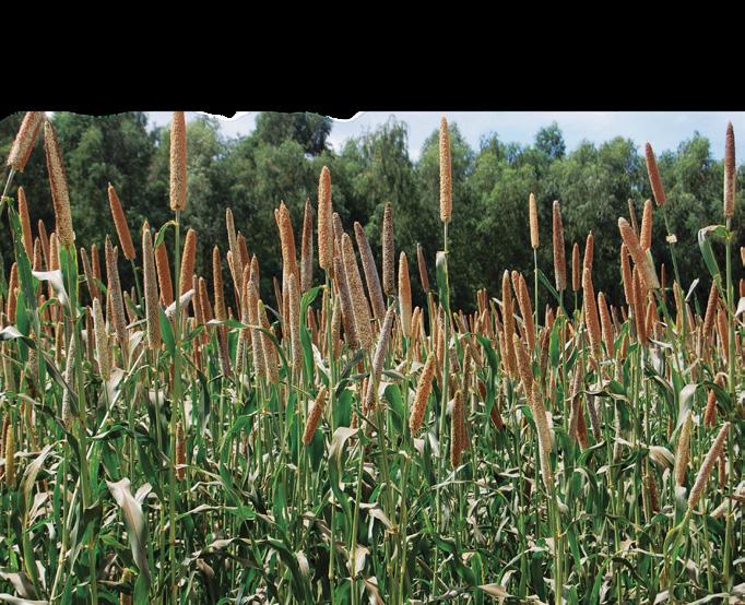 Plantas de Cobertura IDENTIFICAÇÃO CARACTERÍSTICAS SEMEADURA NEMATOIDES 1 RECICLAGEM DE NUTRIENTES com milho Milheto PLANTAS DE COBERTURA - PRIMAVERA/VERÃO Nome comum Nome cientifíco Família Peso de