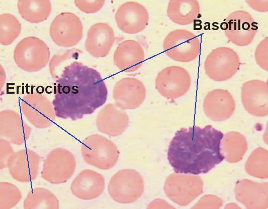 Os basófilos são o tipo menos comum de leucócitos no sangue.
