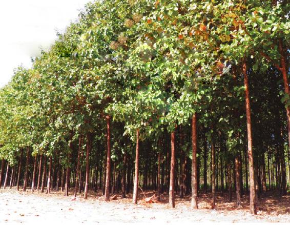 Foto: Kátia Carvalheiro/BID VARIAÇÕES NOS PLANTIOS DE FLORESTAS COMERCIAIS Os plantios de florestas comerciais podem ser bem variados em termos de composições e arranjos produtivos, e variam em