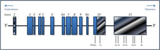 Centrómero Telómero Exões (CAG)n A1 A2 A3 A4 A5 A6 A7 A8 Figura 4: Representação da estrutura do gene ATXN3. Os exões estão representados por caixas retangulares e numerados de 1 a 11.