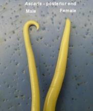 Nematódeos São animais dióicos, em sua grande maioria, possuem sexos separados. Apresentam dimorfismo sexual, ou seja, a fêmea é diferente do macho.