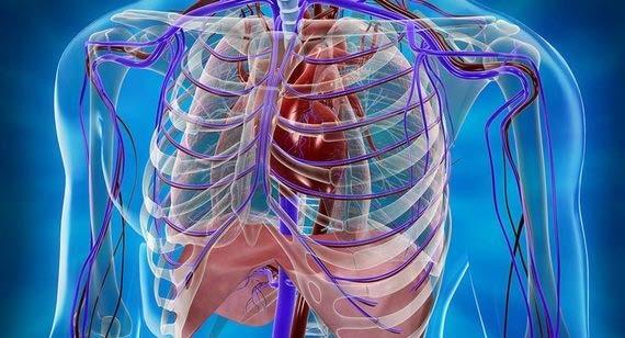 TRAUMA DE TÓRAX A caixa torácica protege órgãos nobres, coração e pulmões, além de estruturas vitais, como traqueia, brônquios e grandes vasos