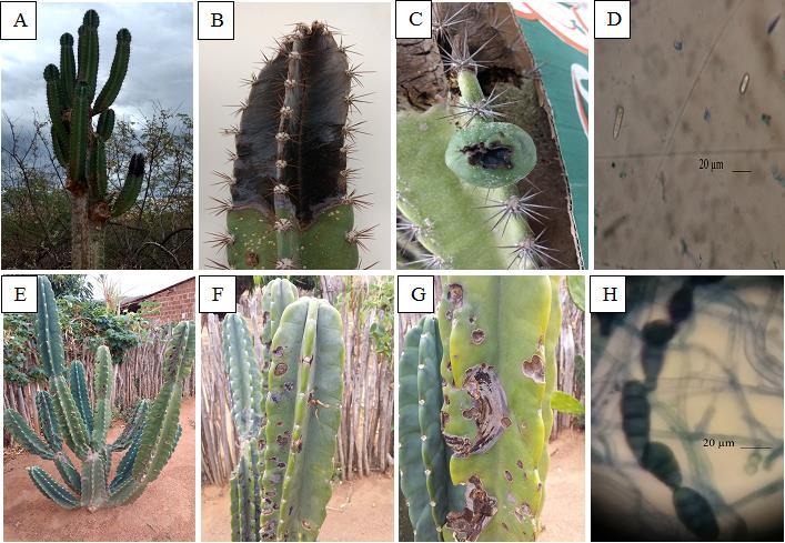 Após sete dias de incubação foram realizadas a identificação dos fungos, a partir da separação espacial do patógeno promovida pelos tecidos do hospedeiro (ALFENAS, 2016), com o auxílio de microscópio