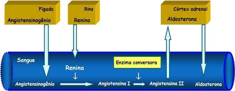 (): Farmacodinâmica: Antagonistas da Angiotencina II: são