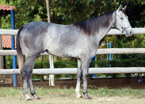 04 Isis Special BCA P176819 Fêmea Alazão 22/10/2011 P+ em 08/01/2017 por Rojo Diego Wild HJG Pai: SPECIAL EASY EFFORT RAMBLING EFFORT GO BIRDIE JET SPECIAL EFFORT(AQHA) DUDE RANEY RAMBLING SALLYE GO