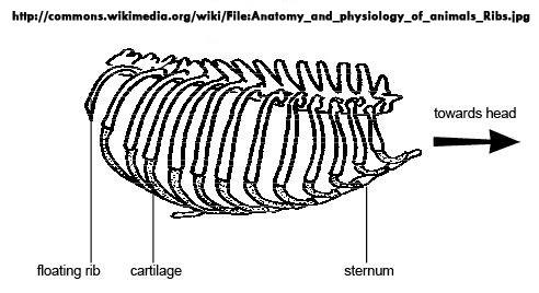 Apesar de todas as costelas se articularem dorsalmente com a coluna vertebral, na sua porção ventral elas podem: - ligar-se diretamente ao esterno via cartilagem costal (costelas esternais ou