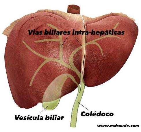 específico: o sistema hepatobiliar.