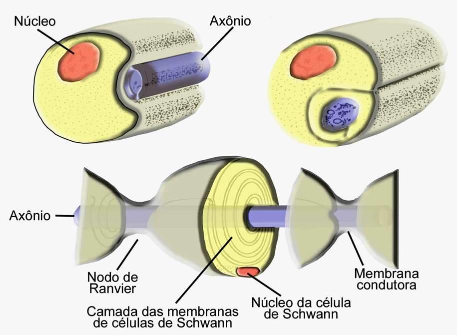 Proporção dos