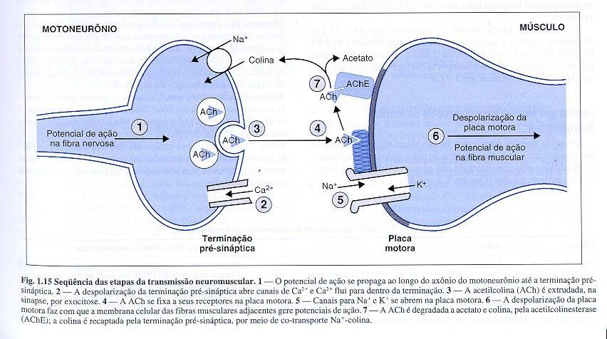 Receptor hormonal, canal