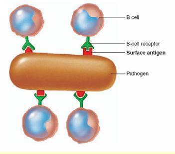 Ponto de reconhecimento imunológico Receptores na célula B reconhecem antígenos na superfície da bactéria e