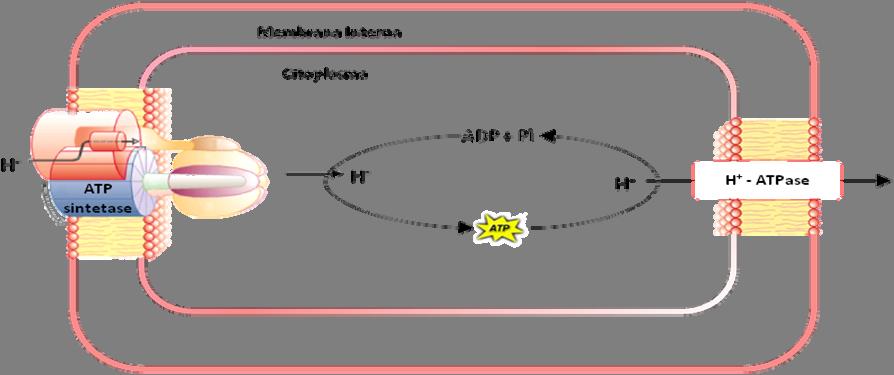 ii) podem reverter a sua acção funcionando como ATPase para catalisar a hidrólise de ATP (17) quando necessário para gerar um gradiente electroquímico transmembranar de protões requerido para a