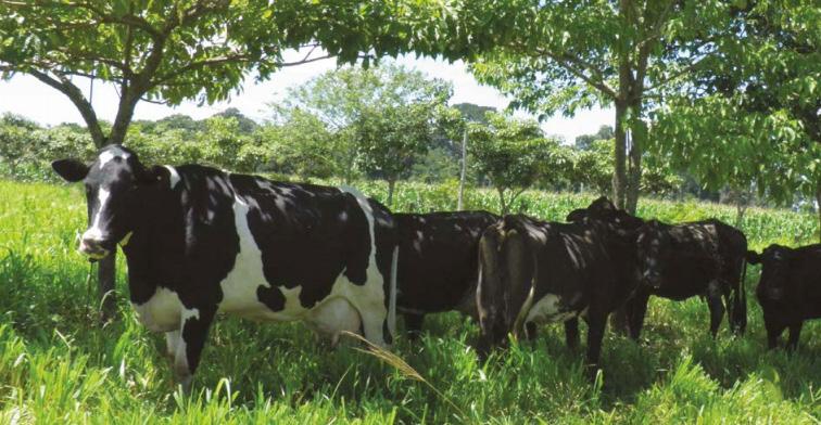 Foto: Kátia Cavalheiro/BID GESTÃO SUSTENTÁVEL DA PROPRIEDADE A gestão sustentável da propriedade rural é um processo essencial para o alcance dos objetivos dos(as) produtores(as), bem como da