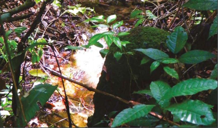 Foto: Kátia Cavalheiro/BID físicas e químicas do solo (através de análise do solo), classe de solo, clima, relevo, disponibilidade de água, distância das principais estradas, vulnerabilidade a