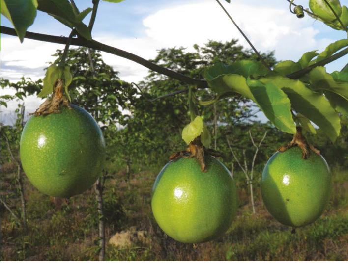 Foto: Kátia Carvalheiro/BID CONSIDERAÇÕES SOBRE SEGURANÇA NO TRABALHO RURAL Toda atividade rural apresenta riscos para a saúde do(a) trabalhador(a) com gravidade variável, como a exposição a