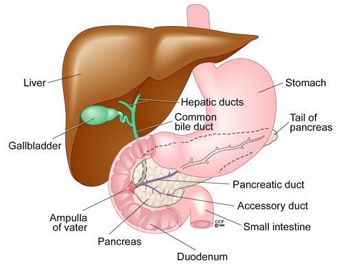 Sistema Digestivo glândulas anexas my.clevelandclinic.org A vesícula biliar reabsorve a água da bile e armazena a bile em forma concentrada.
