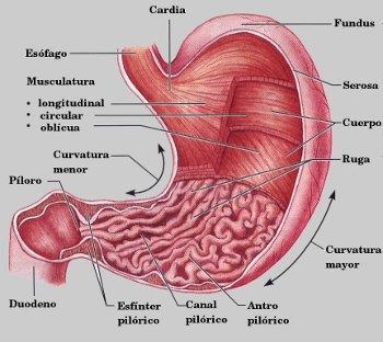 Sistema Digestivo - estômago O estômago é um órgão exócrino e endócrino que digere os alimentos e secreta hormônios. desafisio.blogspot.