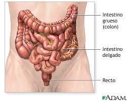 Sistema Digestivo - intestino www.estudopratico.com.br No intestino delgado completa-se o processo da digestão dos alimentos e seus produtos são absorvidos.