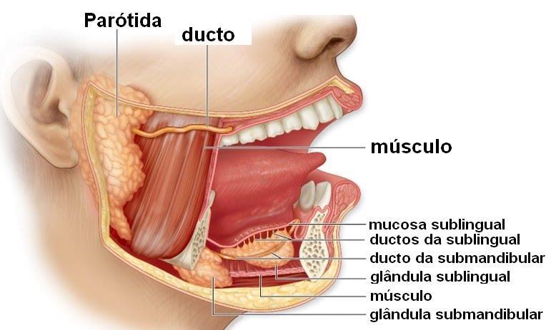 Sistema Digestivo glândulas anexas As glândulas salivares, o pâncreas, o fígado e a vesícula biliar são as glândulas anexas do sistema digestivo.