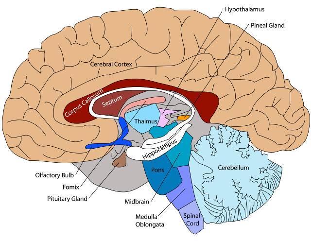 NERVOSO Os principais componentes do sistema nervoso são o cérebro, a medula espinhal, os nervos e os recetores sensoriais.