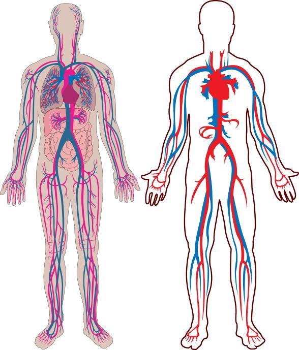 CARDIOVASCULAR Os principais componentes do sistema cardiovascular são o coração, vasos sanguíneos e sangue.