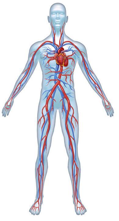 O sistema vascular é um circuito fechado, que consiste em circulação sistémica e circulação pulmonar.