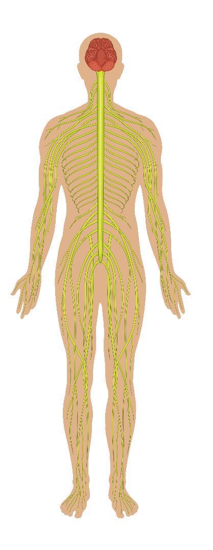 LINFATICO O sistema linfático é composto por vasos, gânglios e outros órgãos linfáticos.