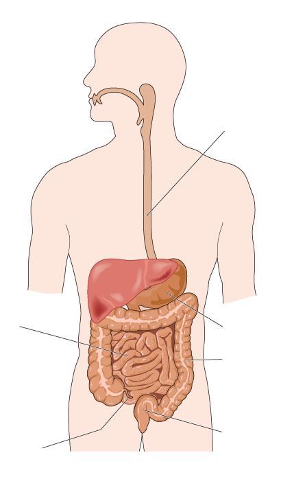 DIGESTIVO Os principais componentes do aparelho digestivo são a boca, esófago, estômago, intestinos e estruturas anexas.