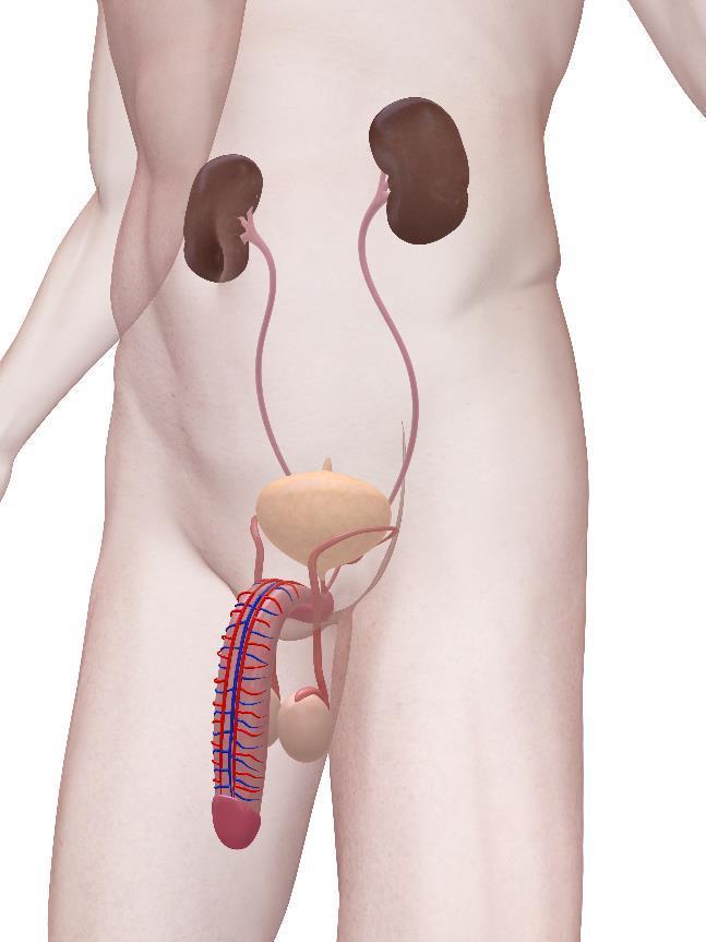 URINARIO O aparelho urinário é composto por dois rins, dois ureteres, uma bexiga e pelas vias urinárias.