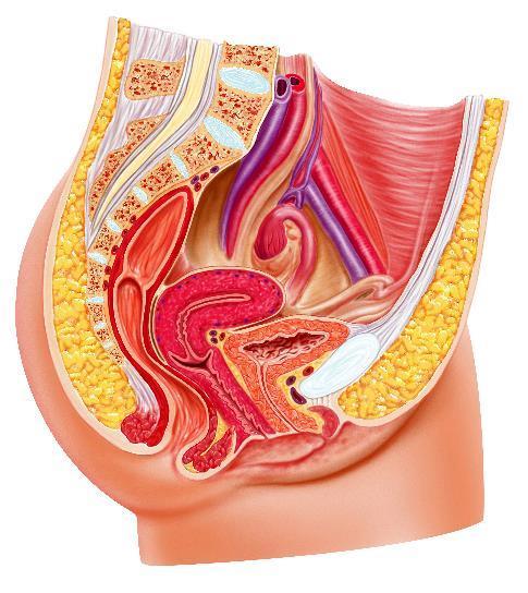 REPRODUTOR Este sistema tem como componentes principais as gonadas, estruturas anexas e órgãos genitais do homem e da mulher.