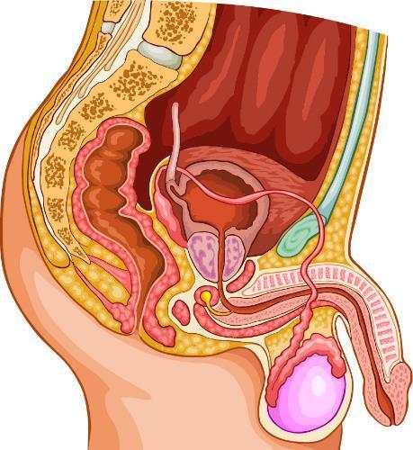 Bexiga Vesicula seminal Próstata Pénis Epididimo Testiculo No aparelho reprodutor, o pénis é responsável por