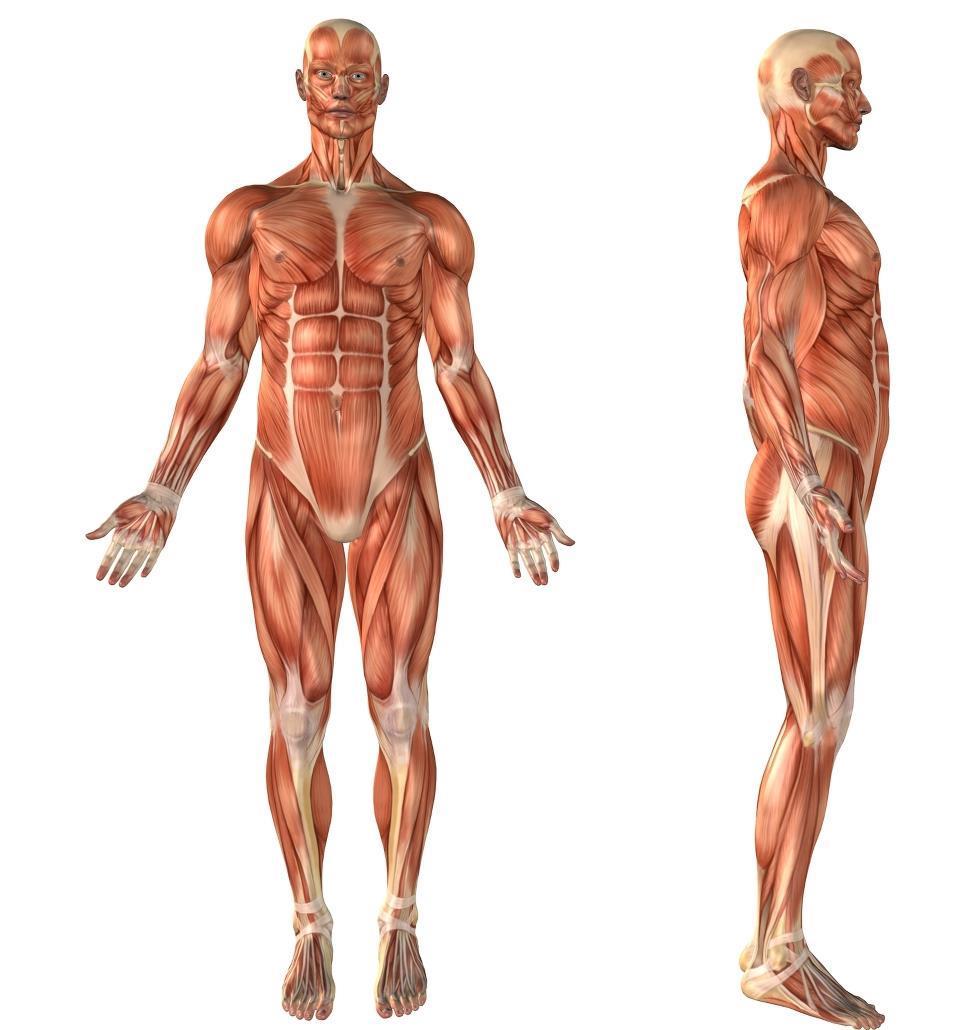 TERMINOLOGIA E PLANOS CORPORAIS Posição anatómica: é quando o ser humano se encontra na vertical, com os pés virados para a frente, os