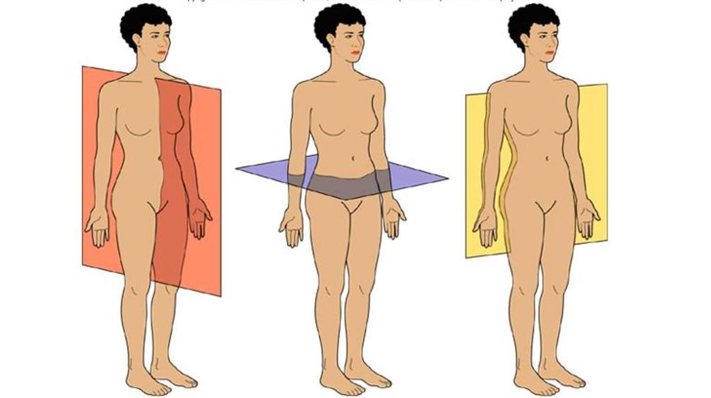 REGIÕES DO CORPO HUMANO O corpo humano pode ser dividido em membros superiores e inferiores e regiões medianas (ou axiais): cabeça, pescoço e tronco.